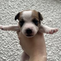 Parson Russell Terrier - Both