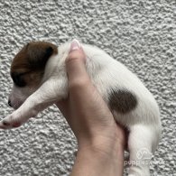 Parson Russell Terrier - Both