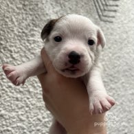 Parson Russell Terrier - Both