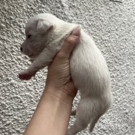 Parson Russell Terrier - Both