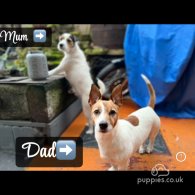 Parson Russell Terrier - Both