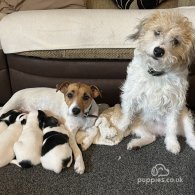 Parson Russell Terrier - Both