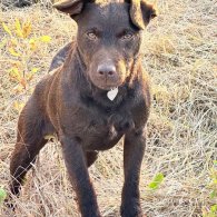 Patterdale Terrier - Both