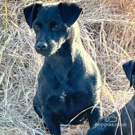 Patterdale Terrier - Both