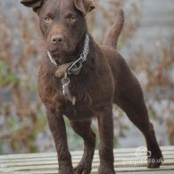 Patterdale Terrier - Both