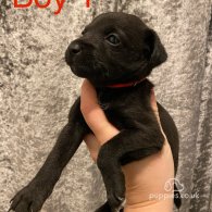 Patterdale Terrier - Both