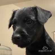 Patterdale Terrier - Both