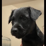 Patterdale Terrier - Both