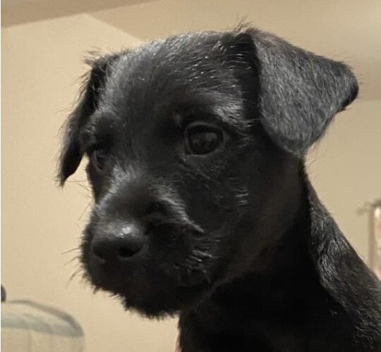 Patterdale Terrier