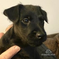 Patterdale Terrier - Both