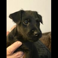 Patterdale Terrier - Both