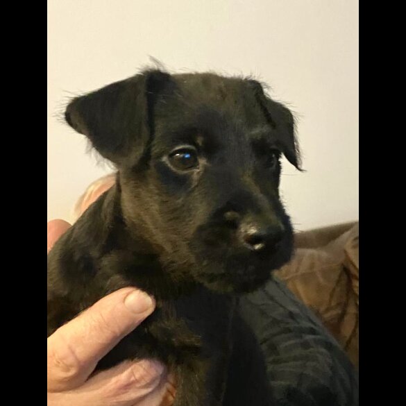 Patterdale Terrier - Both