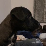 Patterdale Terrier - Both