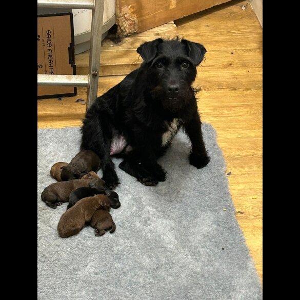 Patterdale Terrier - Both