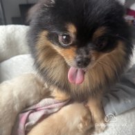 Pomeranian - Both