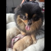 Pomeranian - Both