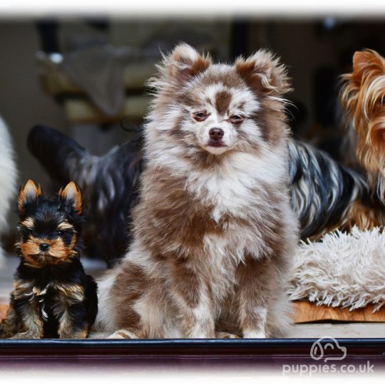 Pomeranian puppies for Sale in the UK Puppies