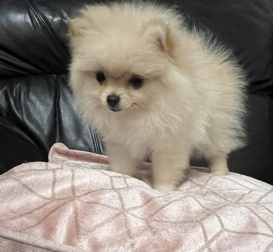 Pomeranian