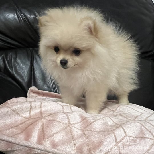 Pomeranian puppies for Sale in the UK Puppies