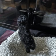 Poodle - Both