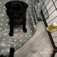 Pug - Both