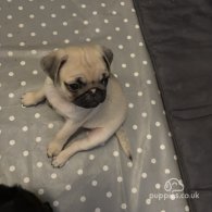 Pug - Both