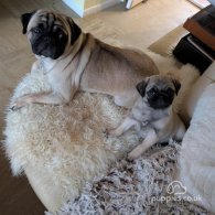 Pug - Bitches