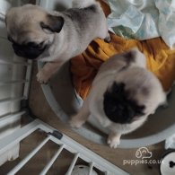 Pug - Bitches