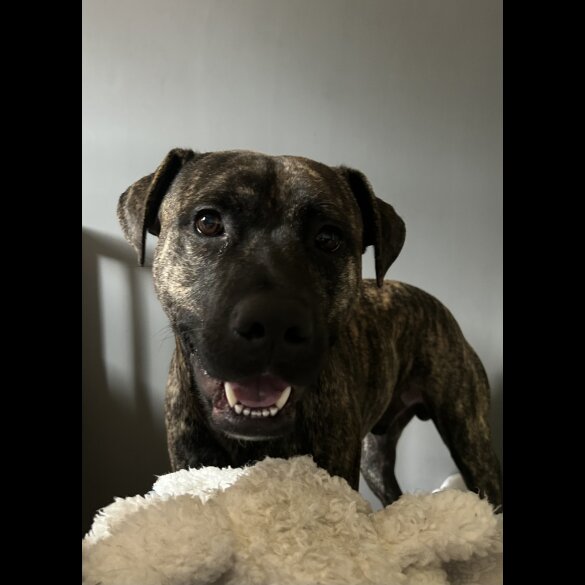 Rhodesian Ridgeback