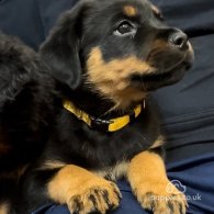 Rottweiler - Dogs