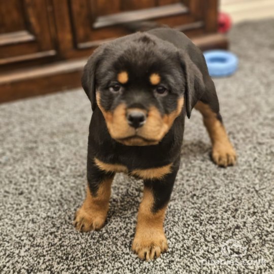 Rottweiler - Both