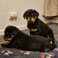 Rottweiler - Both