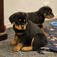 Rottweiler - Both