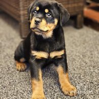 Rottweiler - Both