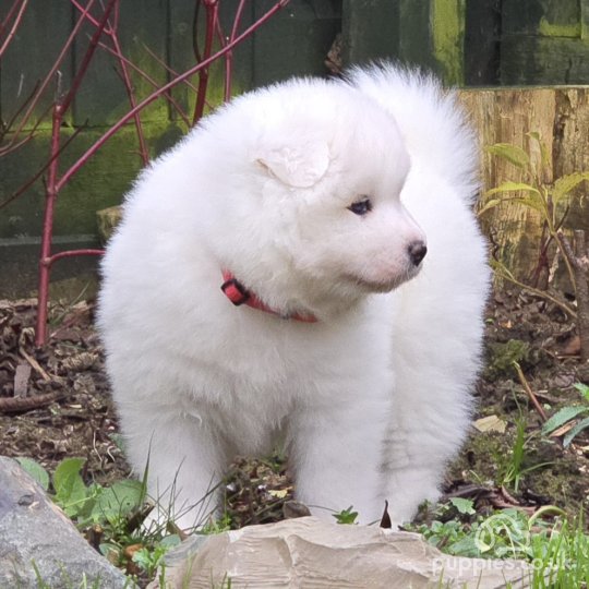 Samoyed - Both