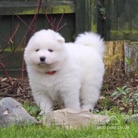 Samoyed - Both