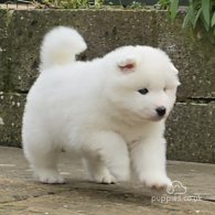 Samoyed - Both