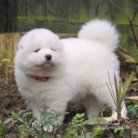 Samoyed - Both