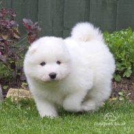 Samoyed - Both