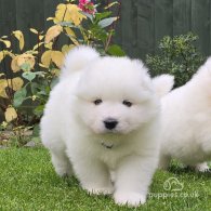 Samoyed - Both