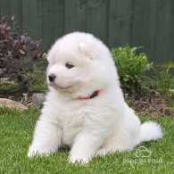 Samoyed - Both