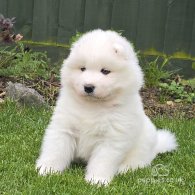 Samoyed - Both