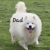 Samoyed - Both