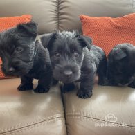 Scottish Terrier - Bitches