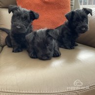 Scottish Terrier - Bitches