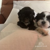 Shih Tzu - Both