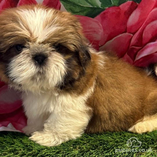 Shih Tzu - Dogs