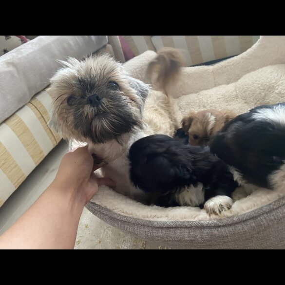 Shih Tzu - Both