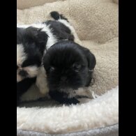 Shih Tzu - Both