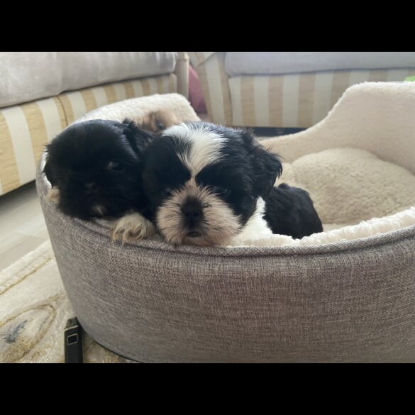 Shih Tzu - Both